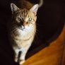 读者「夜航船」的卡通头像，一只戴耳机的猫